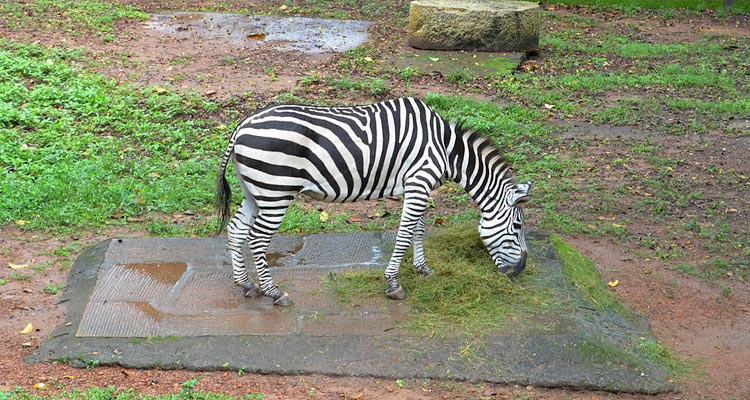 Thiruvananthapuram Zoo
